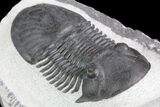 Large, Paralejurus Trilobite Fossil - Ofaten, Morocco #83349-1
